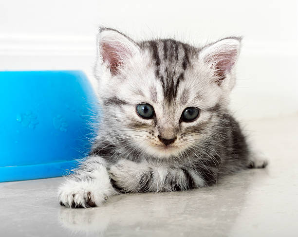 istock Cute American shorthair cat kitten with copy space 599246554