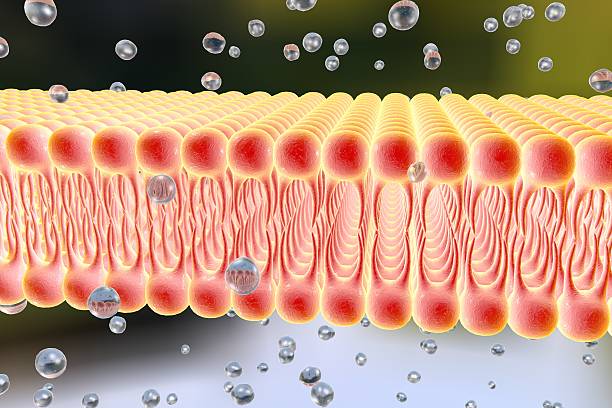 Cellular membrane with diffusion of molecules Cell membrane, lipid bilayer, 3d illustration of a diffusion of liquid molecules through cell membrane cytoplasm photos stock pictures, royalty-free photos & images