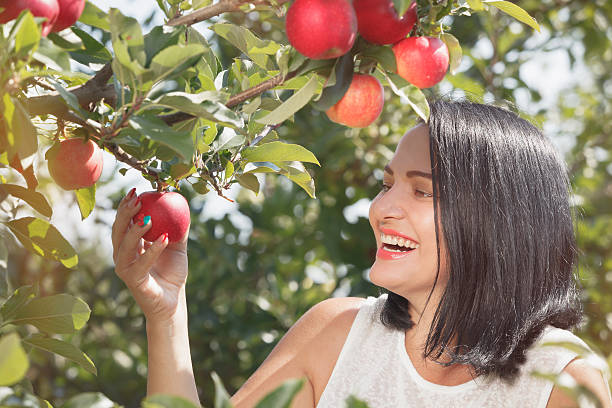 istock Woman picking apples in organic apple orchard 599249972