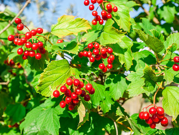 istock Viburnum berries on the branches 599251220