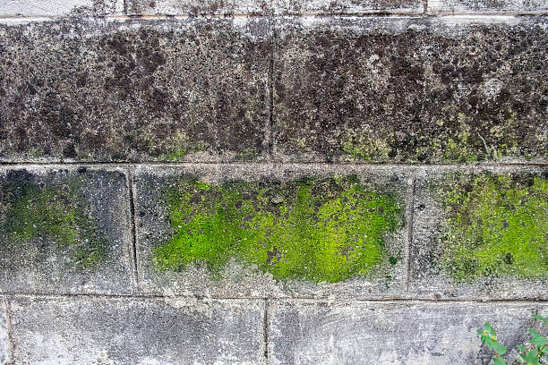 líquen de tijolo branco de parede com musgo verde - gray mold - fotografias e filmes do acervo