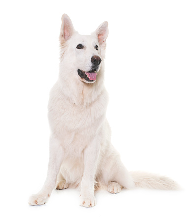 white swiss shepherd in front of white background