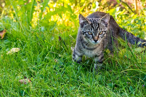 istock Little tabby tomcat on the lawns 599255506