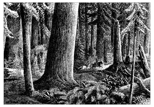 Antique illustration of Tacoma forest