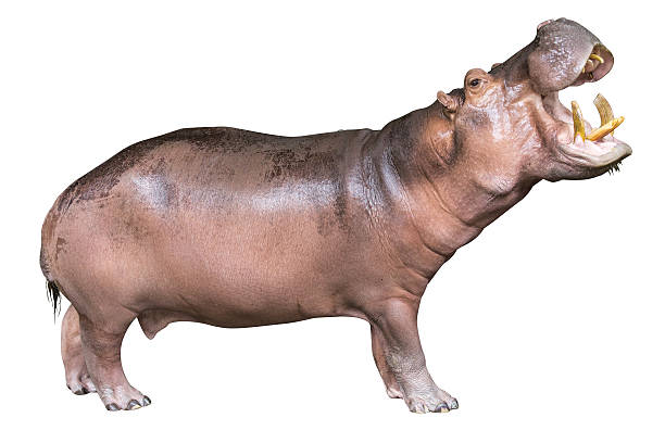 istock hippopotamus isolated on white background 599256782