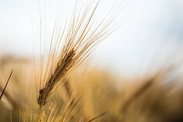 istock golden barley field and sunny day 599256846