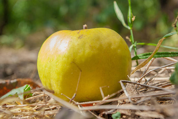 istock Green apple in the forest garden on moss 599257558