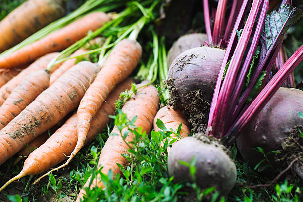 istock Just picked fresh organic carrots in grass 599258116