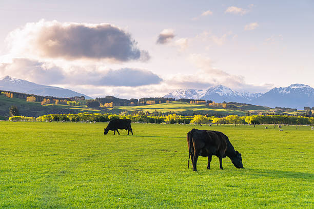 Cattle farm under an afternoon sky, south island, New Zealand