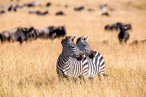 Zebra animals on the grass steppe, autumn sunset landscape.