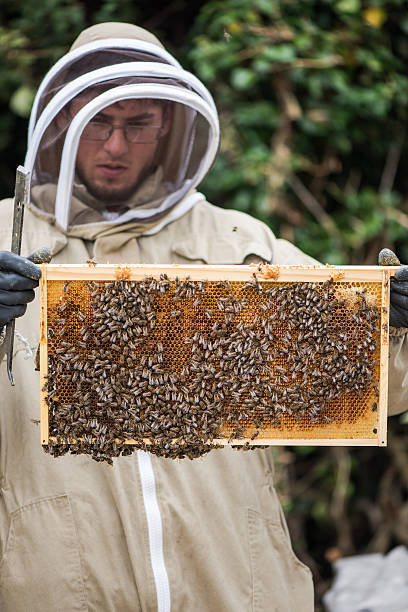 istock Beekeeper hold frame full of honey 599259990