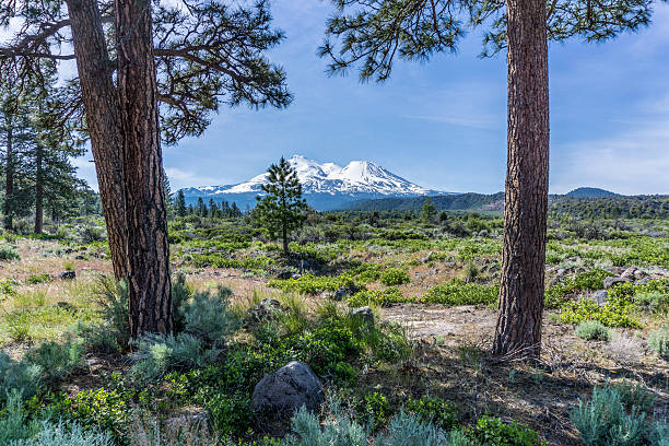 istock Mt. Shasta and Douglas Firs 599260104