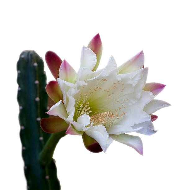 istock Blooming Garden Cactus; isolated on White 599260272