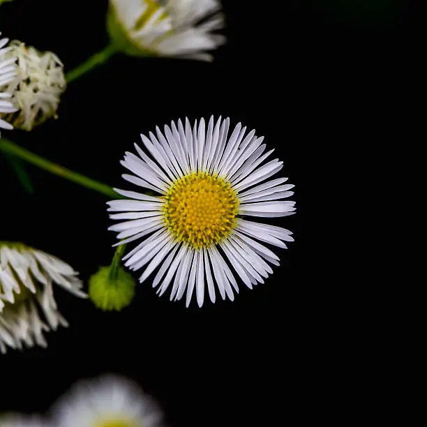 Flowers isolated on a black background .