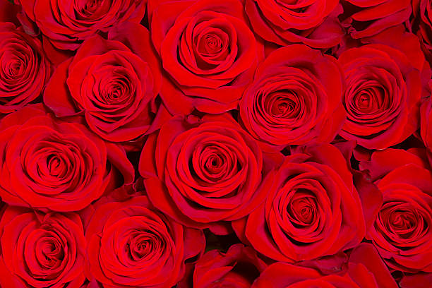 istock Beautiful red roses close-up 599264236