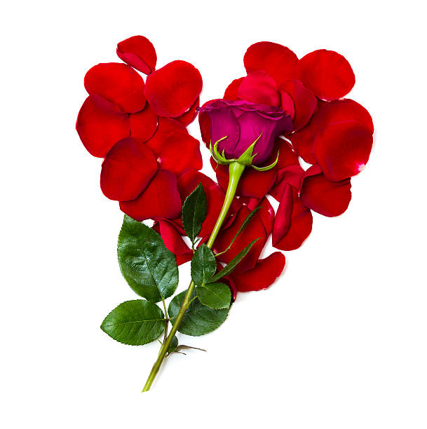 istock petals in a shape of heart with Rose 599264476