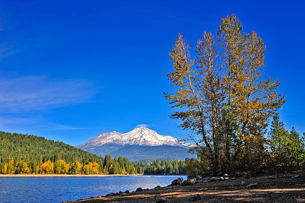 Mt. Shasta and Lake Siskiyou in autumn Oak Tree, Mt. Shasta and Lake Siskiyou in autumn siskiyou lake stock pictures, royalty-free photos & images