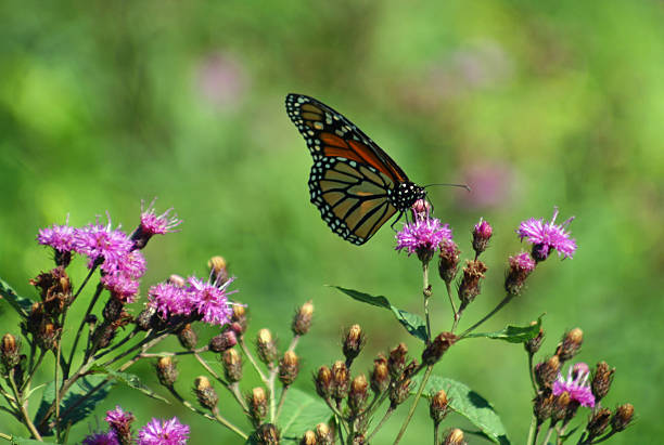 istock Monarch Butterfly on Flower 2 599265164