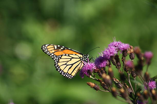 istock Monarch Butterfly on Flower 3 599265248