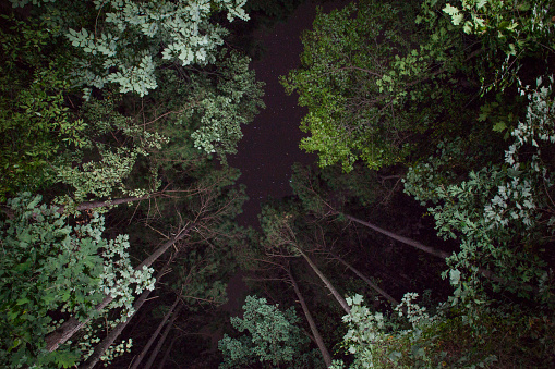 A nighttime view of a forest canopy in North Carolina.