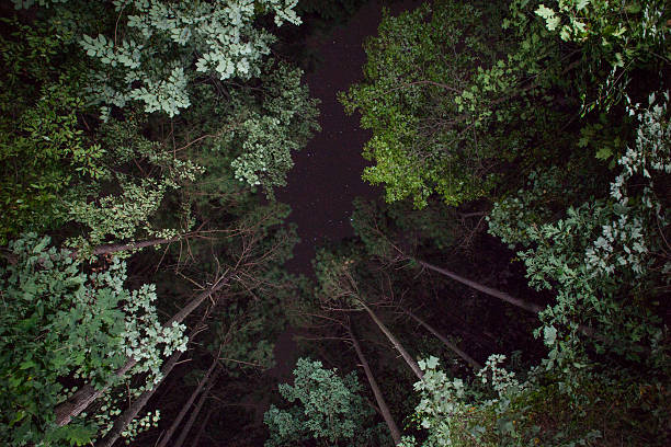 Night Forest Canopy stock photo
