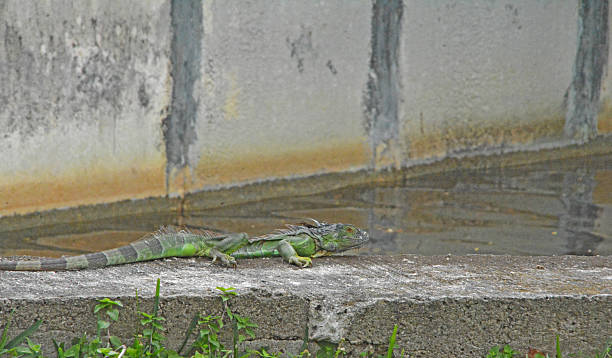 istock Florida's Green Iguana 599265862