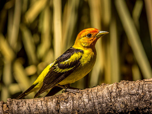 Western Tanager Western Tanager perched on limb, Northern California piranga ludoviciana stock pictures, royalty-free photos & images