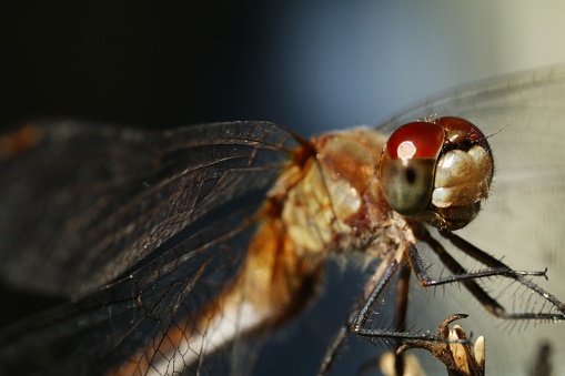 Odonata are an order of aquatic palaeopterous insects