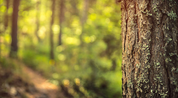 緑の森の背景 - bark ストックフォトと画像