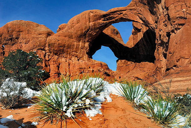 istock Double Arch and Yucca in winter, Arches National Park 599268202