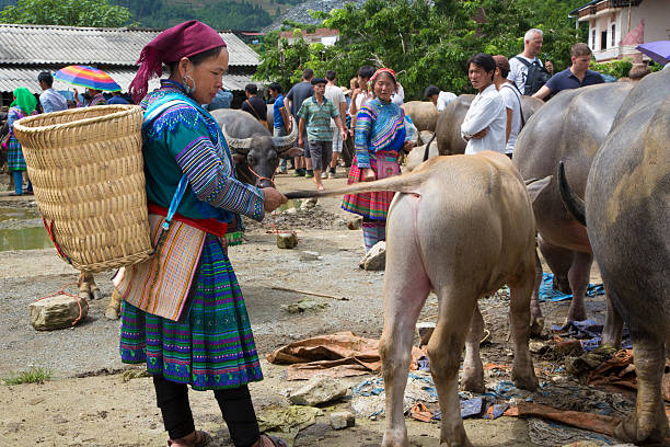 vietnamese woman examines a calf in outdoor market. - livestock market imagens e fotografias de stock