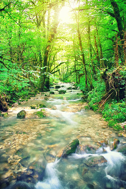 istock Beautiful wild fresh water stream in forest under bright sunlight 599269296