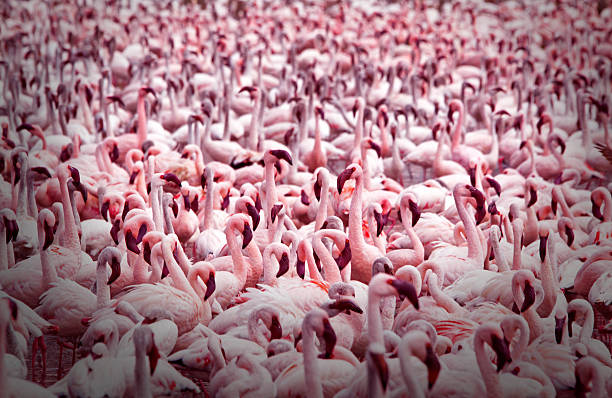 endlose flamingos - lake nakuru stock-fotos und bilder