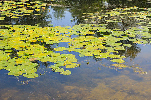 istock Yellow water flowers (Nuphar Lutea) 599271660