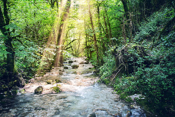 hermosa corriente de agua dulce silvestre en el bosque bajo la luz del sol brillante - autumn water leaf stream fotografías e imágenes de stock