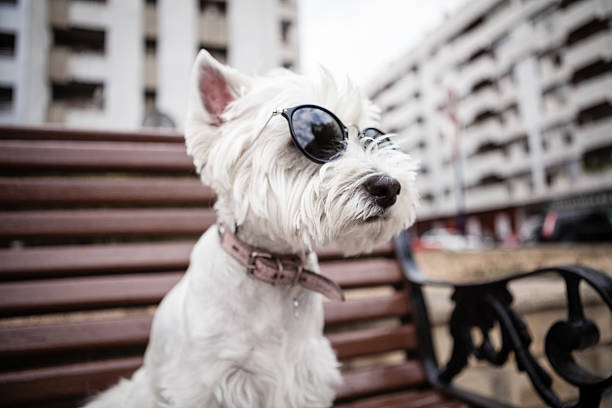 istock Westie with sunglasses on the bench 599272588