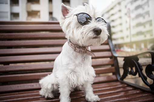 Funny dog with sunglasses on the bench