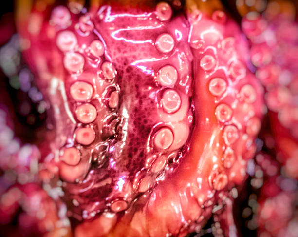 octopus