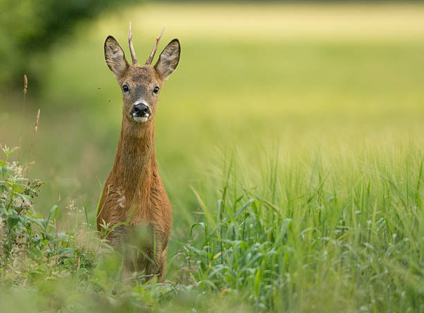 roe deer buck - wouter imagens e fotografias de stock