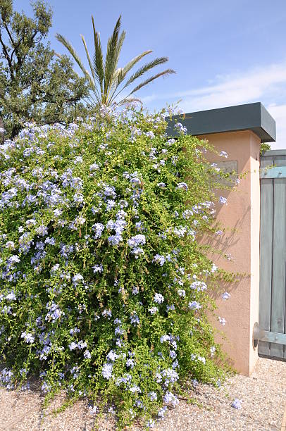 istock Wooden gate with a big plant 599273606