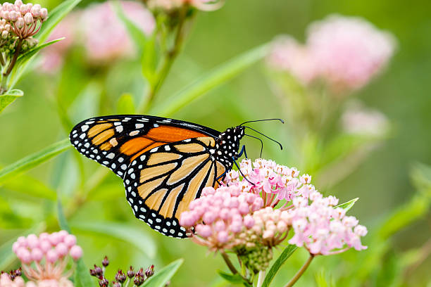 istock Monarch Butterfly on Pink Flowers 599273700