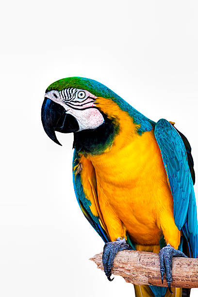 istock At the End of my Perch 599274294