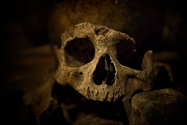 istock Skulls and bones in Paris Catacombs 599274532