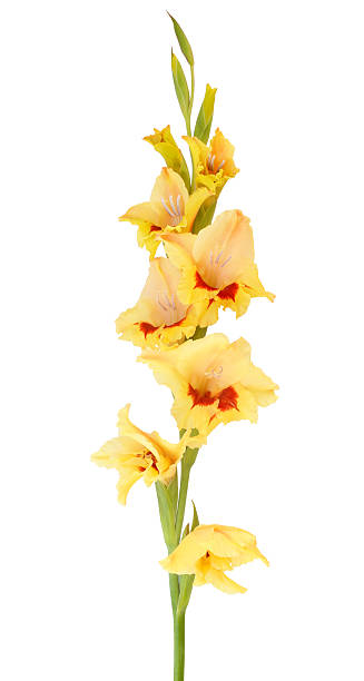 amarillo gladiolo - gladiolus single flower flower yellow fotografías e imágenes de stock