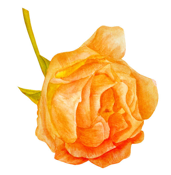 akwarela kwitnąca róża, styl vintage, złoty stonowanych, na białym - english rose stock illustrations