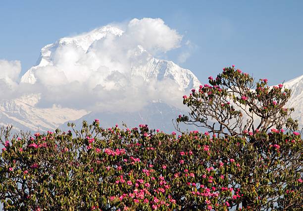 istock Mount Dhaulagiri from Poon Hill view point and red rhododendrons 599276330
