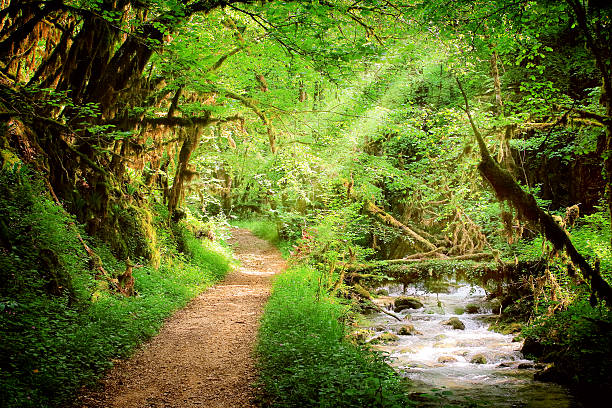 sendero en un exuberante bosque de follaje con corriente de agua dulce silvestre - autumn water leaf stream fotografías e imágenes de stock