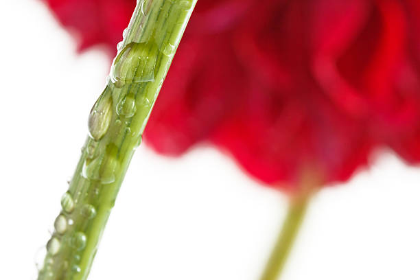 The stem of dahlia with water drops on a white background