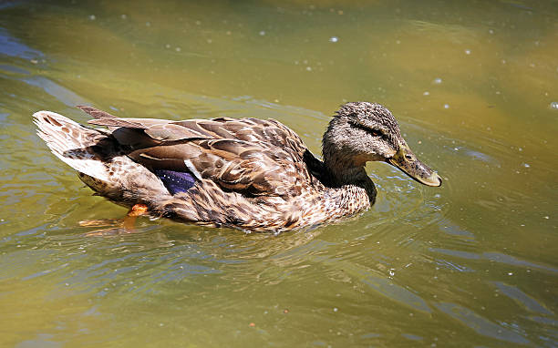 istock Female duck in water 599277072