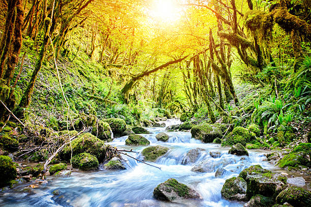 istock Beautiful wild fresh water stream in forest under bright sunlight 599277226